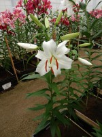 [4346 Siberia VOF VZ No01.JPG]